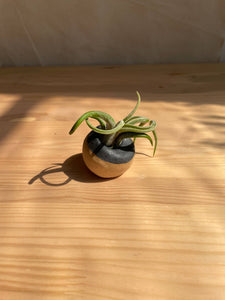 Pinch Vessel with Air Plant