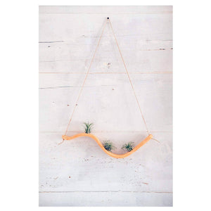 Small Wave Air Plant Hanger with Air Plants