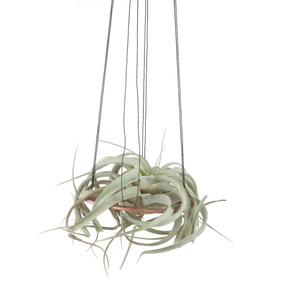Minimal Xerographica Plant Hanger: Gold / without plant