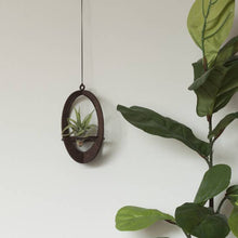 Load image into Gallery viewer, Walnut Oval Air Plant Hanger w/ Air Plant
