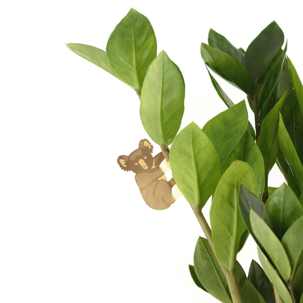 Plant Animal - Koala Bear