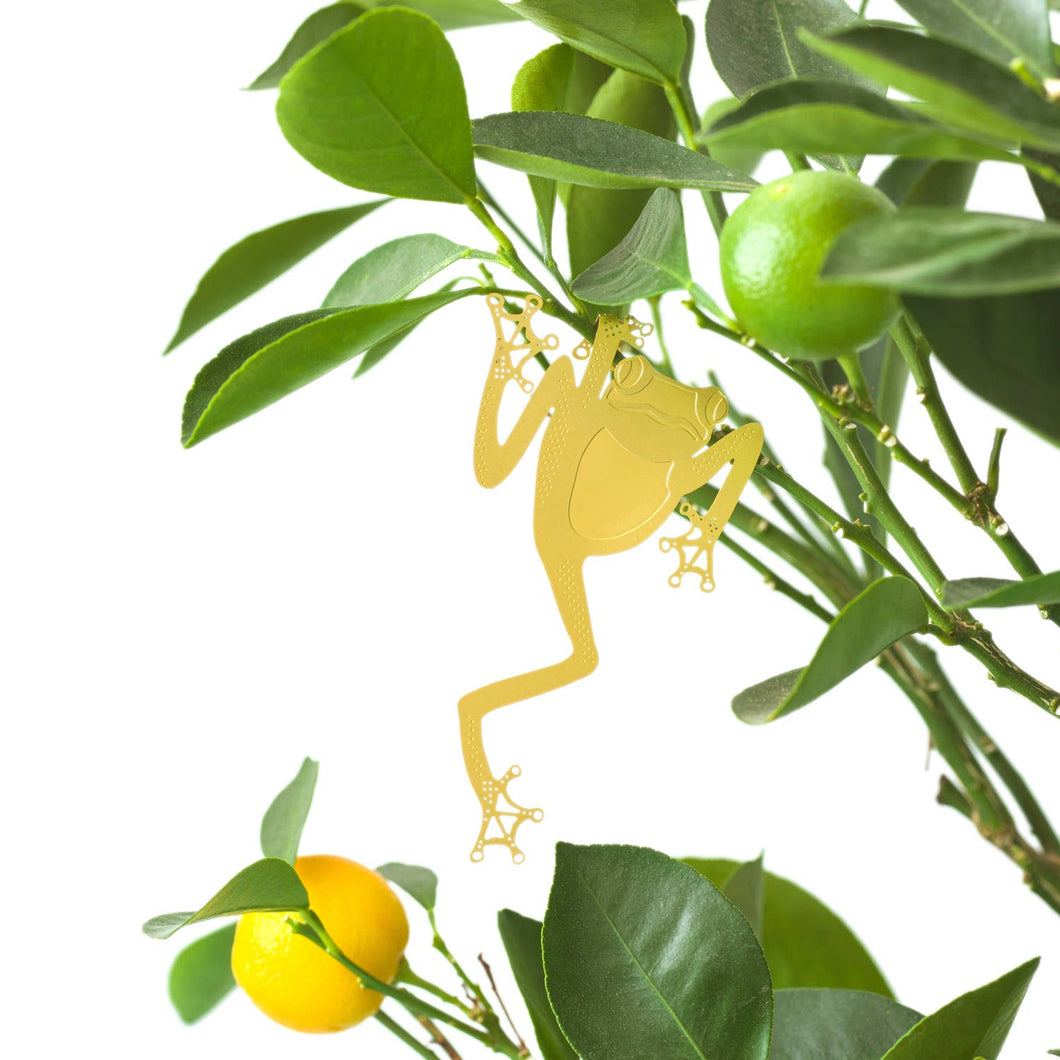 Plant Animal - Tree Frog