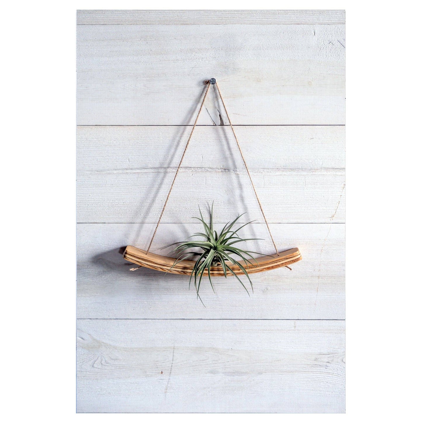 Medi U-Bend Air Plant Hanger with Air Plant