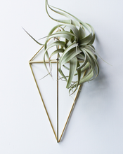 Load image into Gallery viewer, The Wall Sconce
